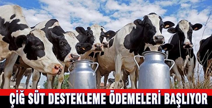 Çiğ süt destekleme ödemeleri başlıyor