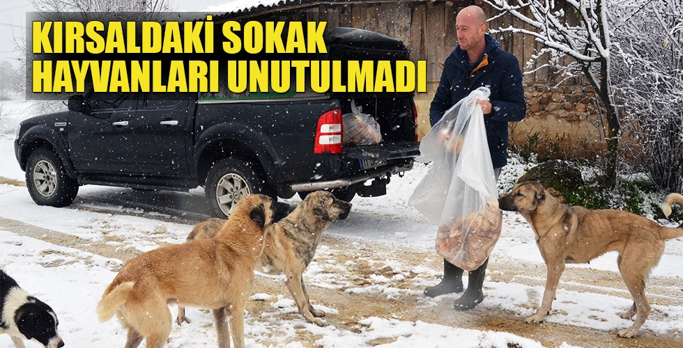 KIRSALDAKİ SOKAK HAYVANLARI UNUTULMADI