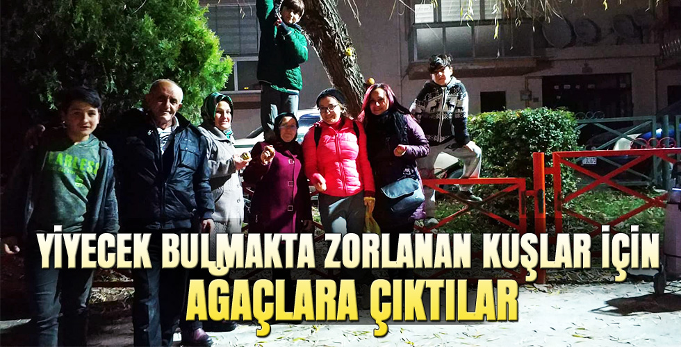 YİYECEK BULMAKTA ZORLANAN KUŞLAR İÇİN AĞAÇLARA ÇIKTILAR