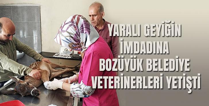 YARALI GEYİĞİN İMDADINA BOZÜYÜK BELEDİYE VETERİNERLERİ YETİŞTİ