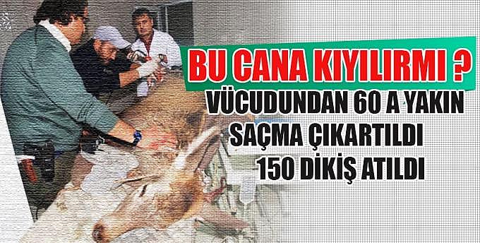 Bu cana kıyılırmı