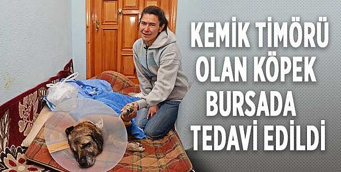 Kemik timörü olan köpek Bursada tedavi edildi