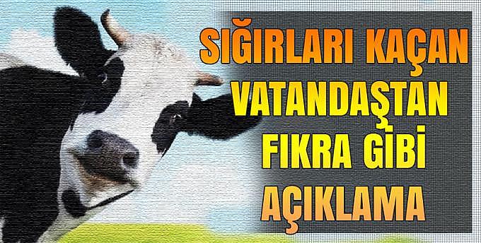 Sığırları kaçan vatandaştan fıkra gibi açıklama