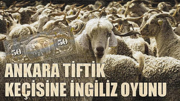 Ankara Tiftik keçisine İngiliz oyunu