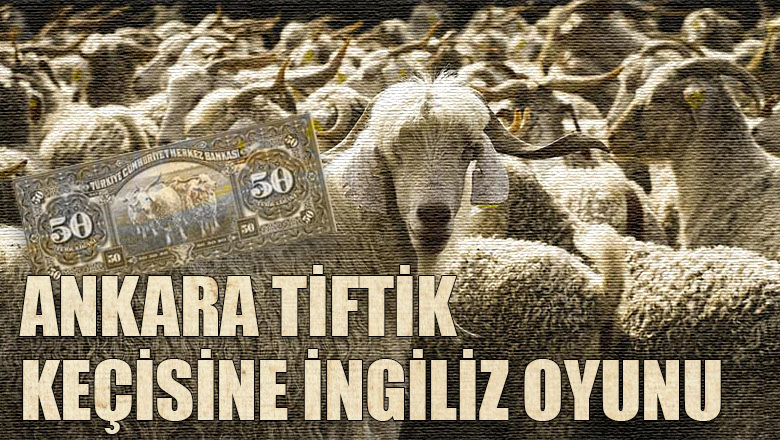 Ankara Tiftik keçisine İngiliz oyunu