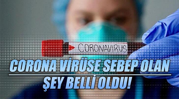 Corona virüse sebep olan şey belli oldu!