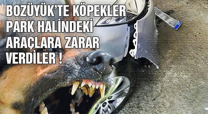 Köpekler park halindeki araçlara zarar verdiler