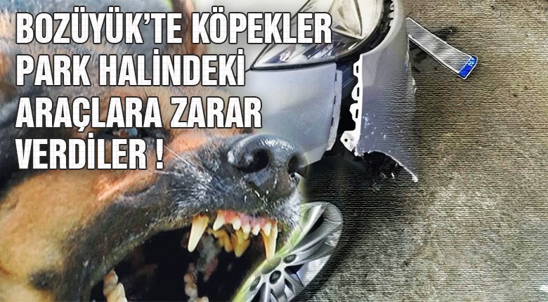 Köpekler park halindeki araçlara zarar verdiler