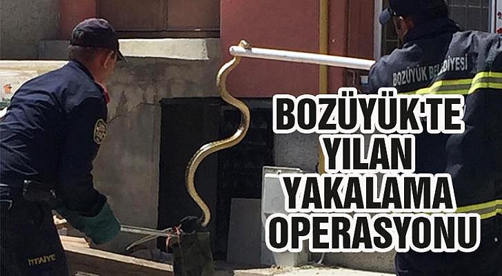 Bozüyük te yılan yakalama operasyonu