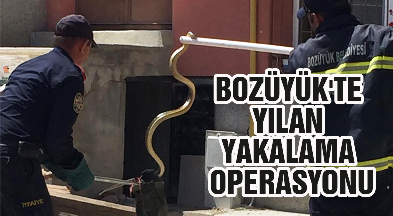 Bozüyük te yılan yakalama operasyonu