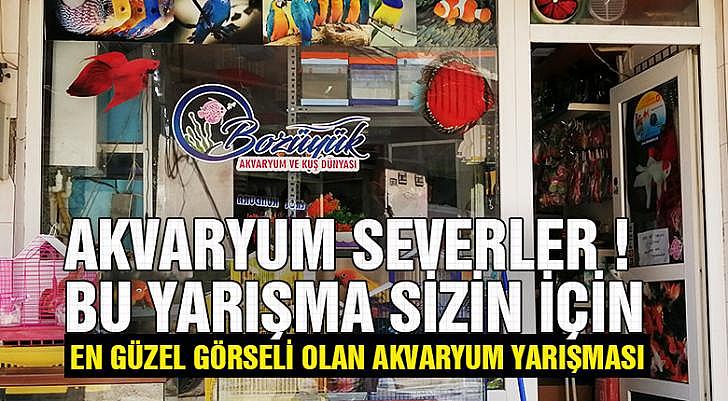 En güzel görseli olan akvaryum yarışması