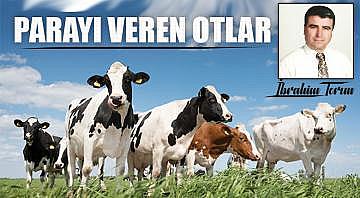 Parayı veren otlar