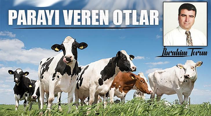 Parayı veren otlar