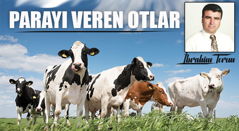 Parayı veren otlar