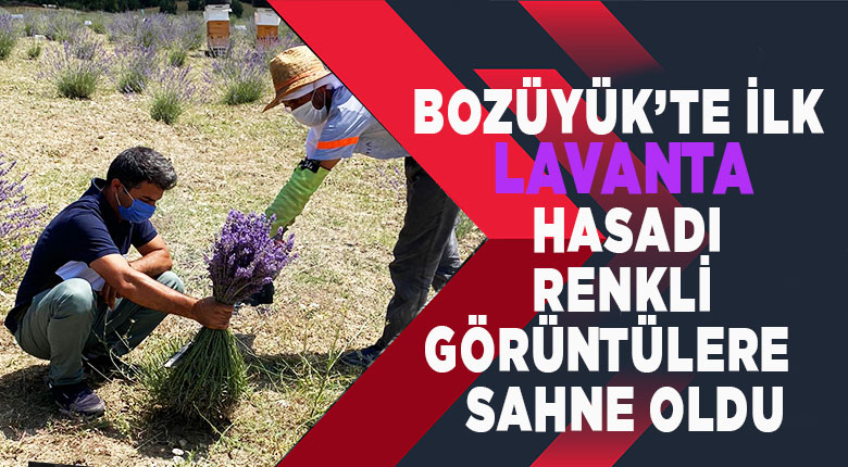 Bozüyük te ilk lavanta hasadı renkli görüntülere sahne oldu