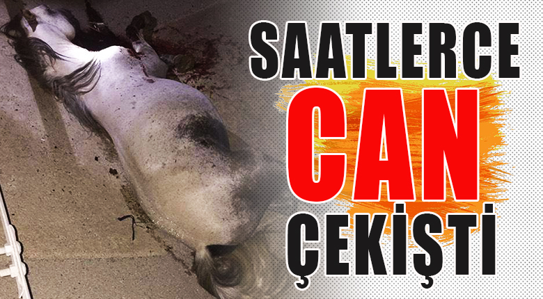 Yaralı at saatlerce can çekişti