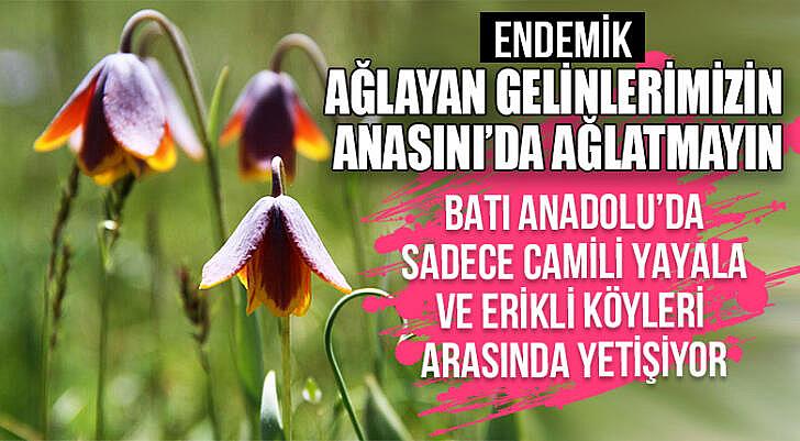 Ağlayan gelinlerin anasınıda ağlatmayın