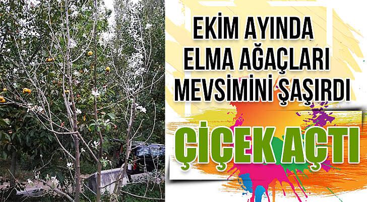 Elma ağaçları mevsimini şaşırdı çiçek açtı