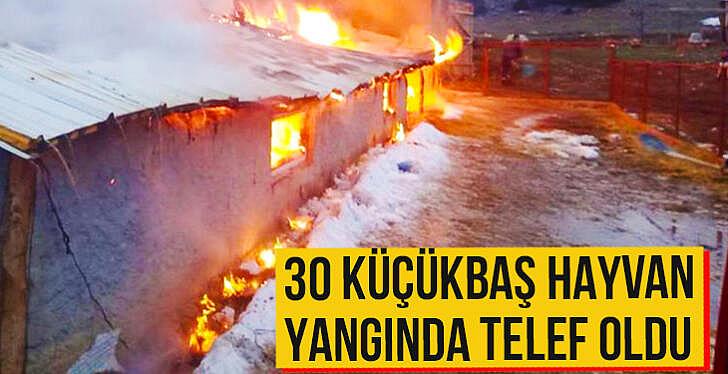 30 küçükbaş hayvan yangında telef oldu