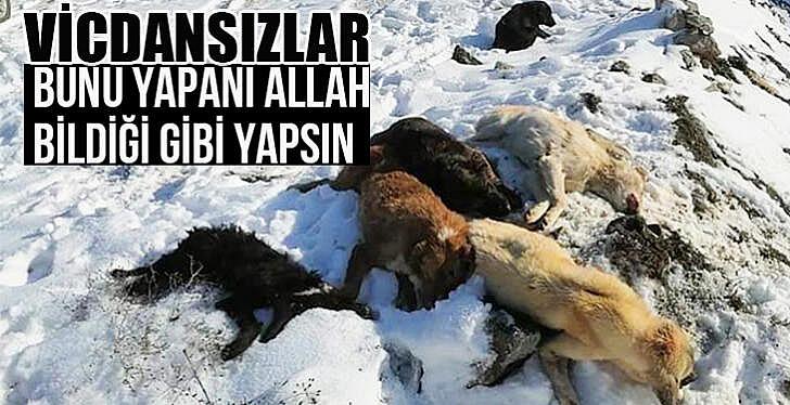 Bayıltılıp atılan köpeklere Bozüyük belediyesinin şefkat eli