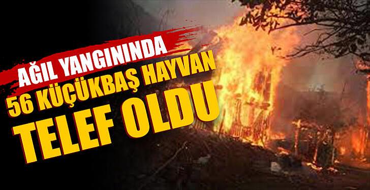 Ağıl yangınında 56 küçükbaş hayvan telef oldu