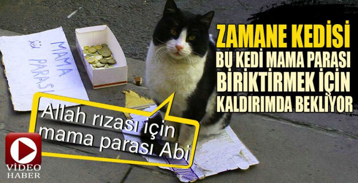 Bu kedi mama parası biriktirmek için kaldırımda bekliyor 2